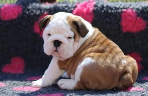 Pure English bulldog puppies