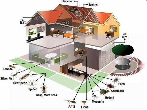 Syracuse termite control  Buffalo Pest Control