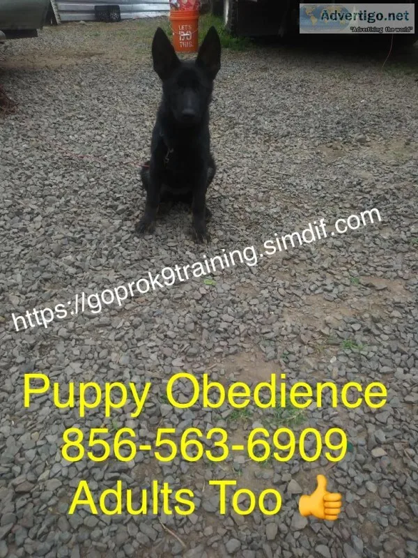 We want your unruly dog