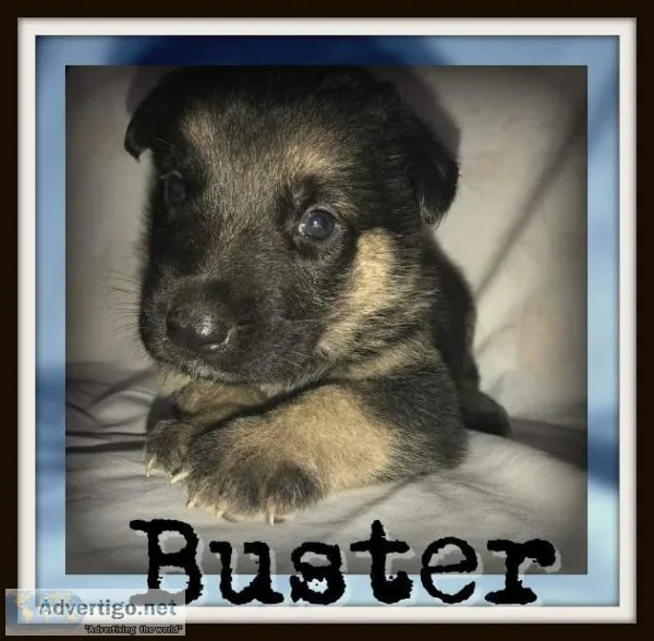Buster Male AKC German Shepherd
