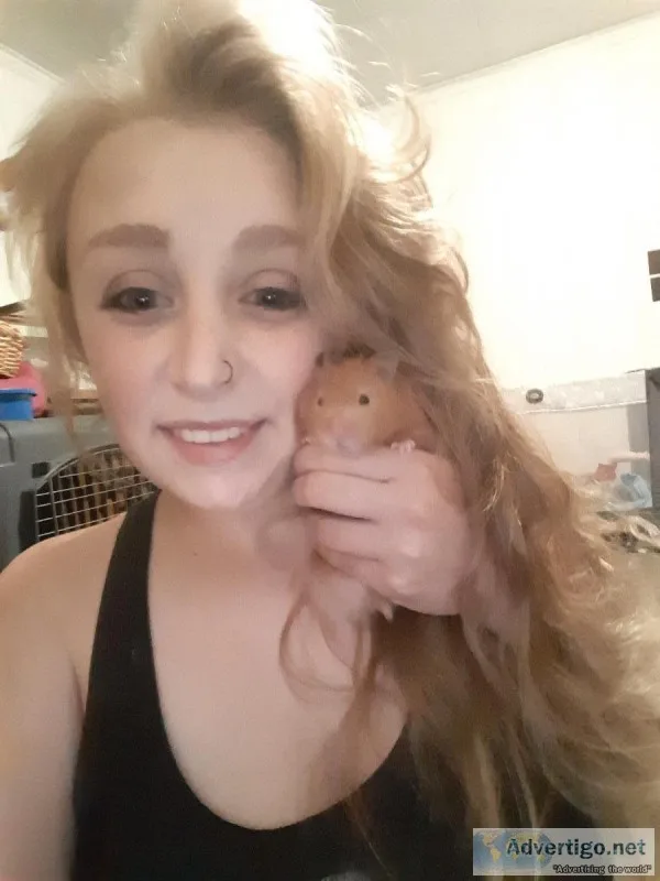 Hamsters