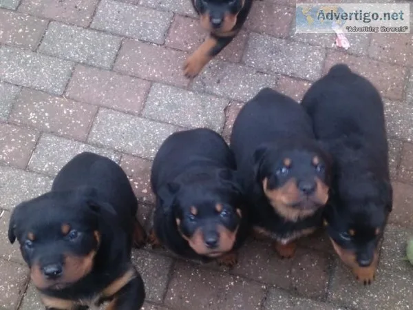 German Rottweiler puppies
