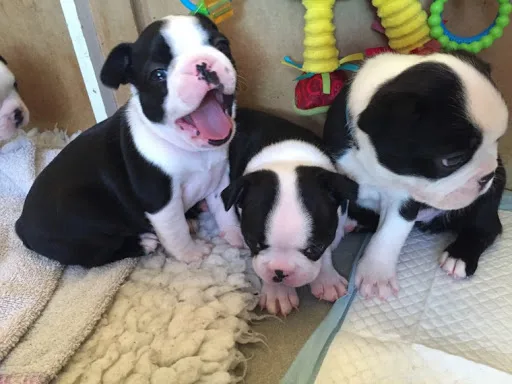 Boston terrier puppies for sale