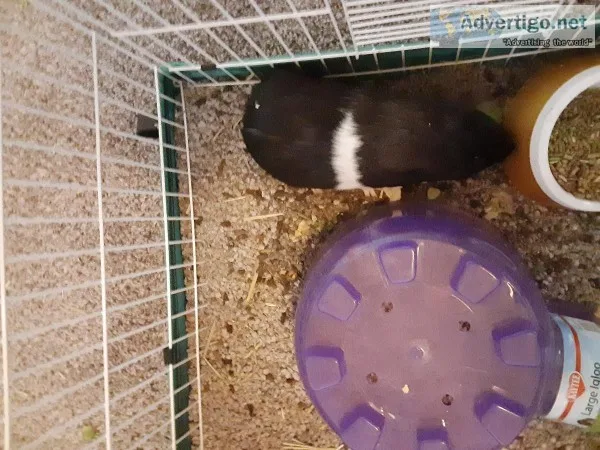 Adult guinea pigs