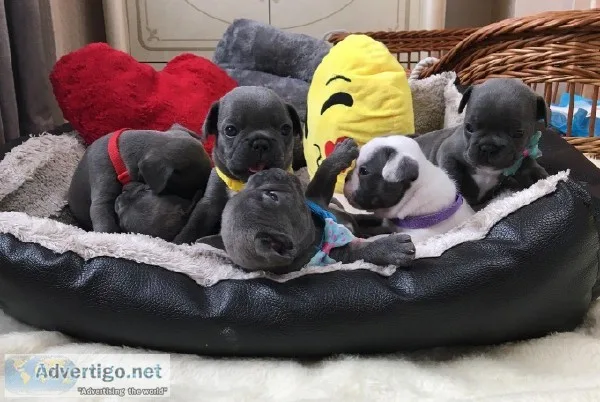 French bulldog puppies