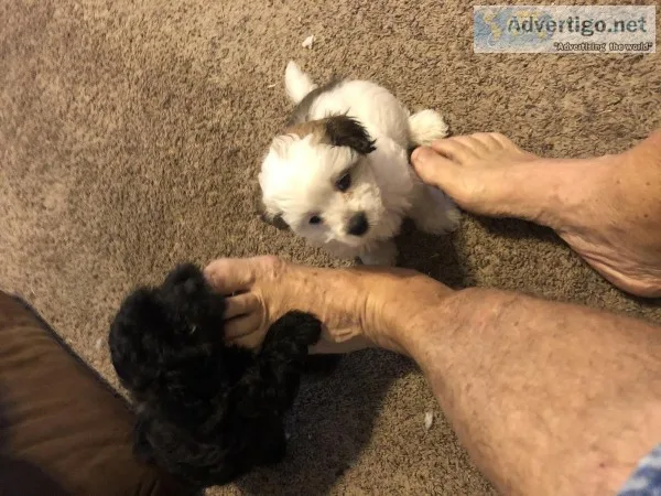 Two male pomapoo 7 weeks old
