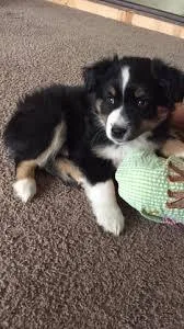 Akc fine Mini plex Aussies