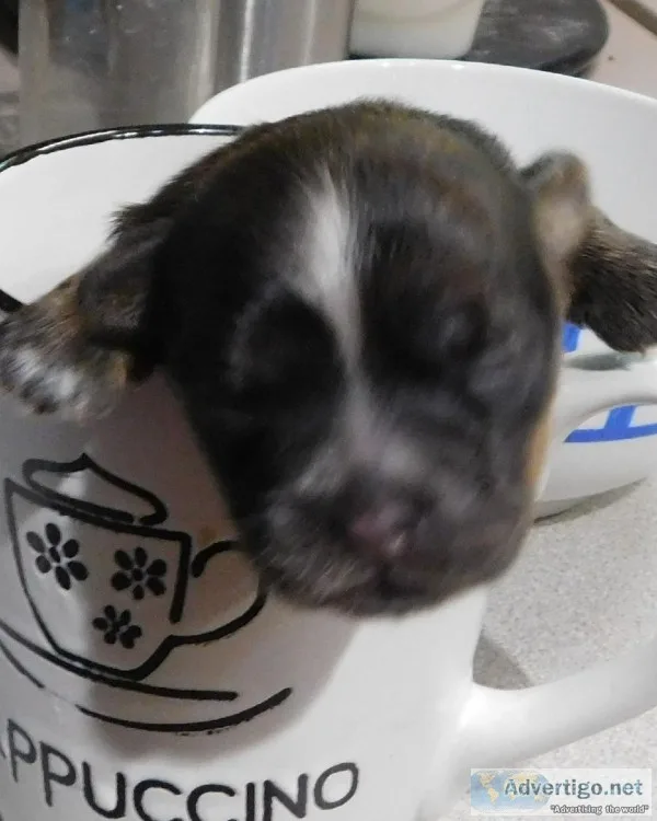 Shih Tzu Puppies