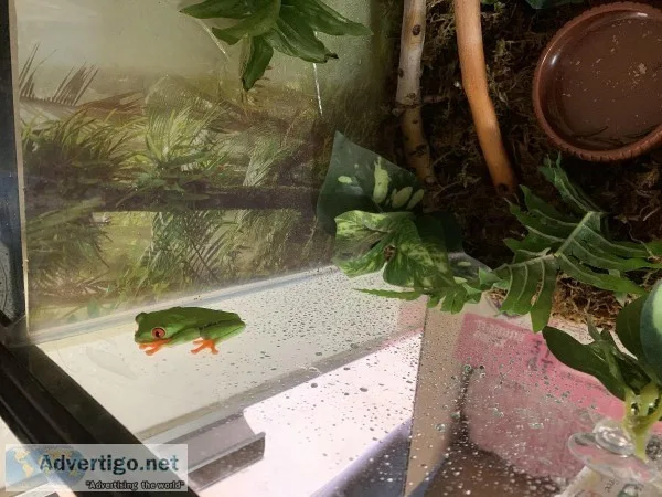 Red eye tree frog for sale with 10 gallon tank