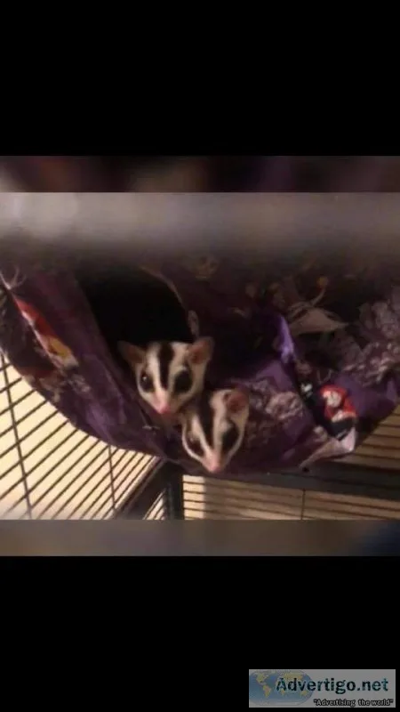 Sugar gliders