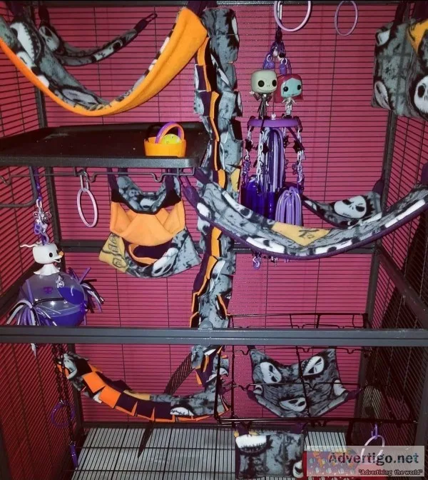 Sugar gliders