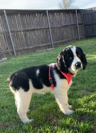 4 months old English Springer Spaniel puppy