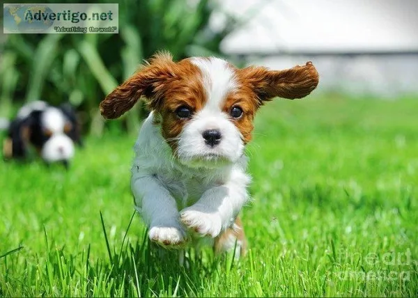 Cavalier King Charles Cocker Spaniel Mix Breed