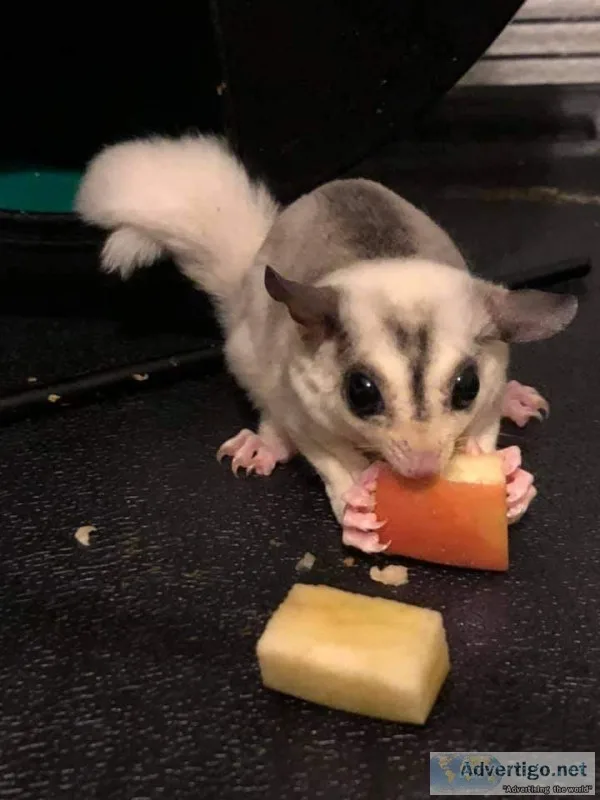 Sugar gliders