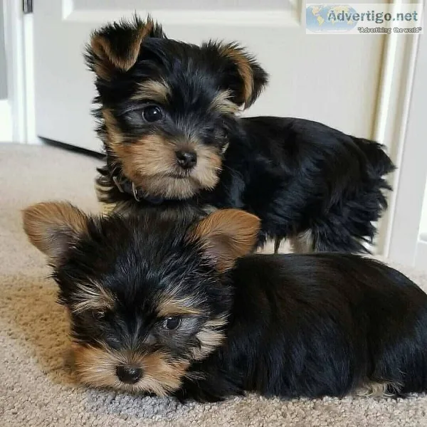 Kc yorkshire terriers puppies ready