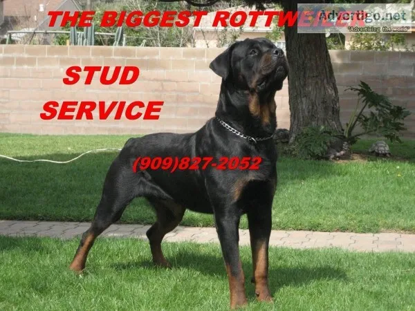 German Rottweiler Stud