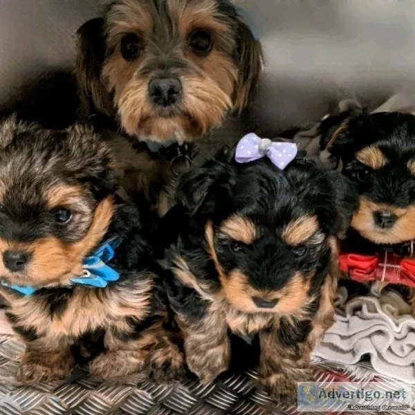 Gorgeous yorkshire terriers puppies
