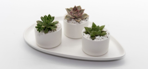 Best Succulent Bowl  Happy Little Succulents