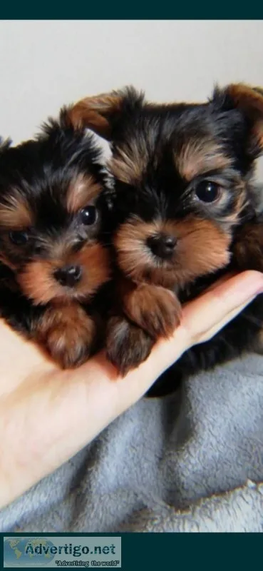 Pure breed yorkshire puppies fdor sale