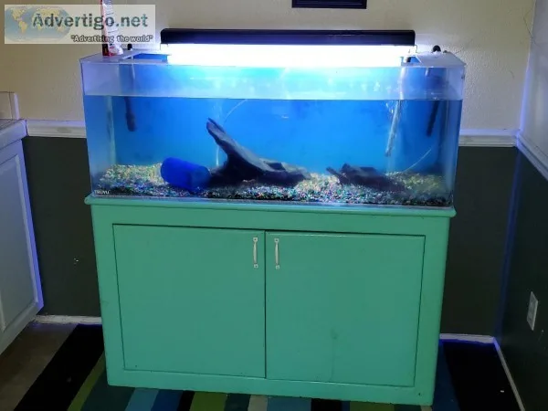 55 Gallon Fish tank