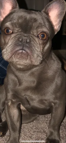 blue French bulldog