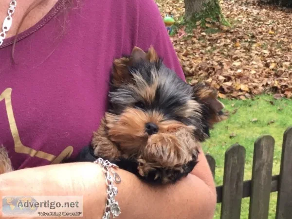 Pure breed yorkshire puppies fdor sale