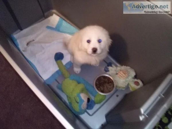 GREAT PYRANEES PUPPY (ALL TOES)