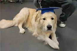 Albany Obedience Dog Training