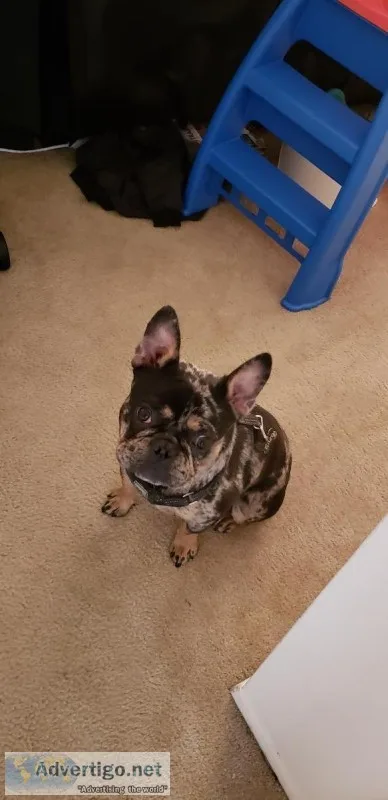 French Bulldog- Potty trained