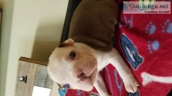 Puppies