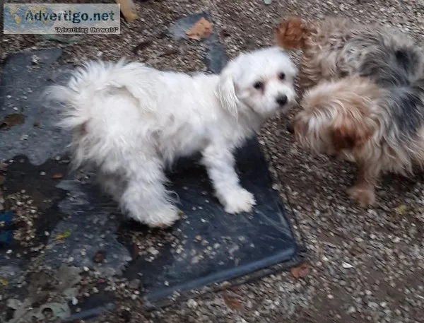Morkies