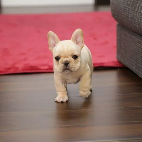 Quality french bulldog puppies for sale