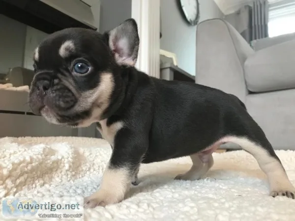 Fluffy french bulldog pups for sale