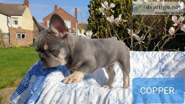 Quality french bulldog puppies for sale