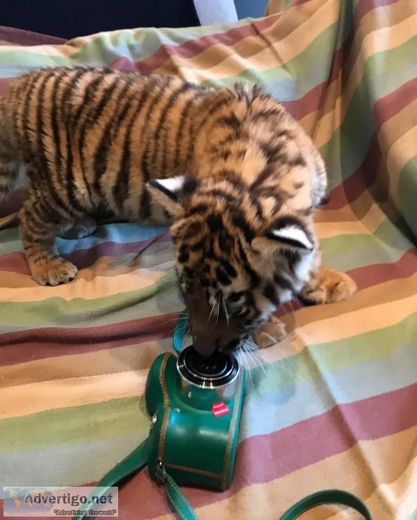 Home raised and playful tiger and lion cubs