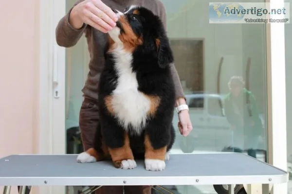 Re-home Bernese mountain puppies