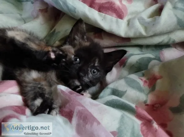 Free kittens