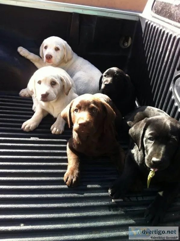 English labrador retriever Puppies