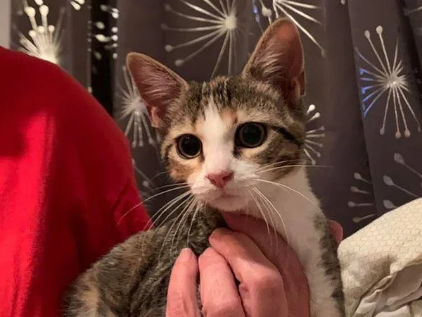 re home kitten female