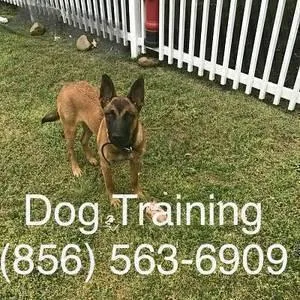 Training canine 56behavior control
