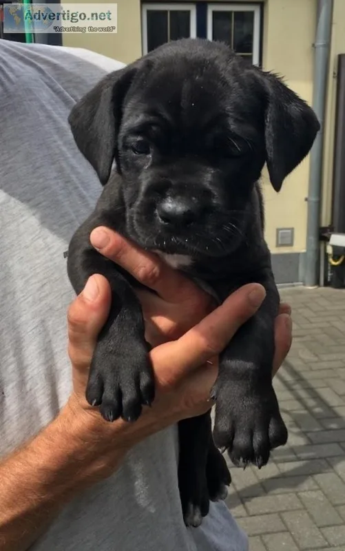 Gorgeous Cane corso puppies
