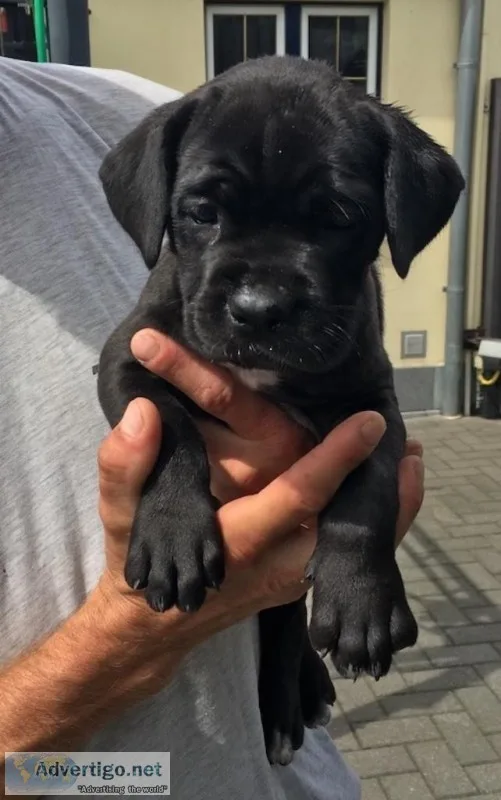 Cane corso puppies