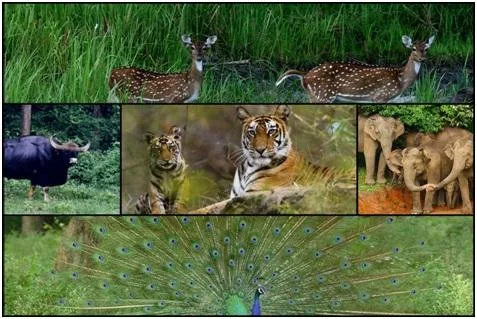 Lets go to Bandipur and Book MC Resorts Online Now