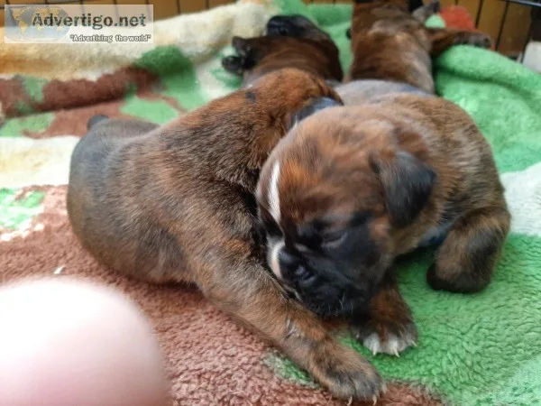 European Boxer puppies