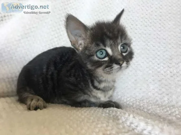 Friendly Home Raised Munchkin Kittens Ready Now.