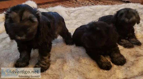 AKC Champion line Miniature SchnUzers