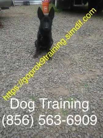 Canine program off leash