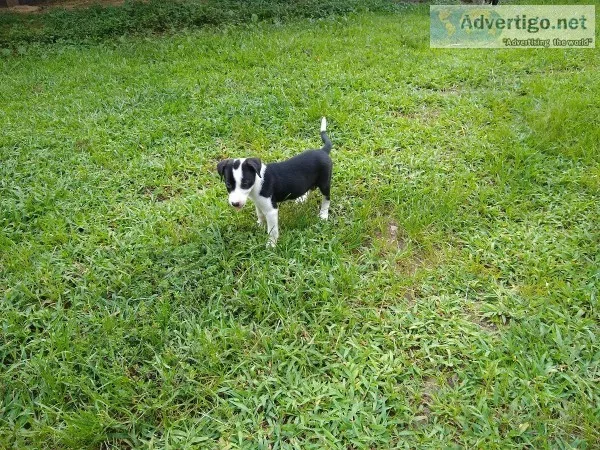 Border Collie Puppies