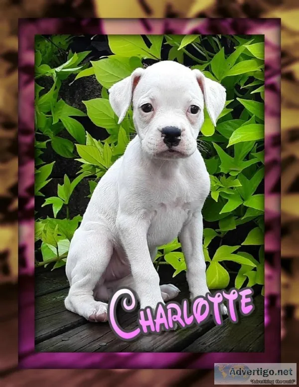Charlotte Female Boxer