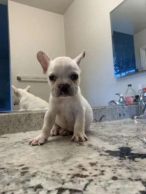 French Bulldog